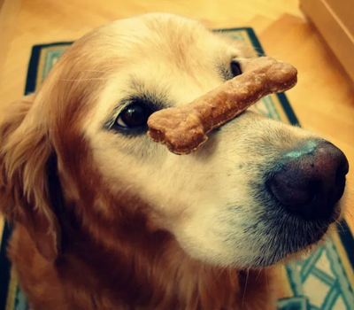 Practice patience by balancing treats on your pet’s nose